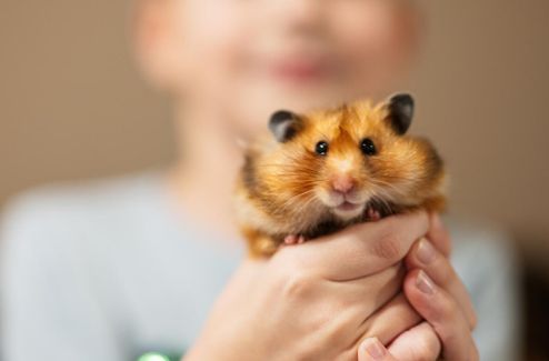 仓鼠的颊囊里到底能塞多少东西？小心“存粮