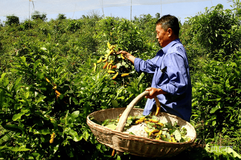 河南南召：一化性柞蚕获国家地理标志产品认