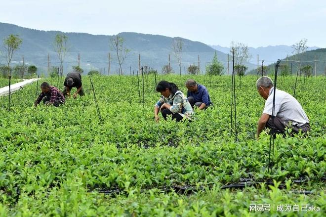 湖北本草臻源苍术种植的价值链拓展与业态创
