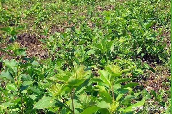湖北百草堂苍术种植不争阳光不抢地演绎生态